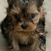 princeston  Akc, a male Yorkshire Terrier for sale in Tempe, AZ – Photo 4 of 4