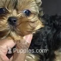 princeston  Akc – Yorkshire Terrier puppy for sale in Tempe, AZ