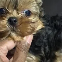 princeston  Akc, a male Yorkshire Terrier for sale in Tempe, AZ – Photo 1 of 4