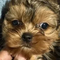 princeston  Akc, a male Yorkshire Terrier for sale in Tempe, AZ – Photo 3 of 4
