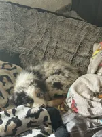 Daisy blue Merle Australian Shepard , a female Australian Shepherd for sale in Visalia, CA – 2 of 9