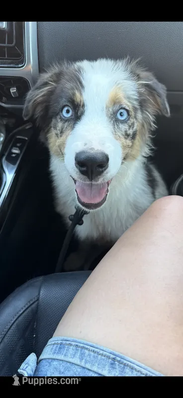 Daisy blue Merle Australian Shepard  – Australian Shepherd puppy for sale in Visalia, CA