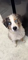 Daisy blue Merle Australian Shepard , a female Australian Shepherd for sale in Visalia, CA – 9 of 9