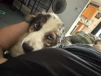 Daisy blue Merle Australian Shepard , a female Australian Shepherd for sale in Visalia, CA – 4 of 9