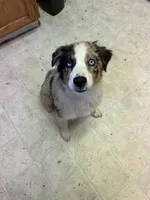 Daisy blue Merle Australian Shepard , a female Australian Shepherd for sale in Visalia, CA – 7 of 9