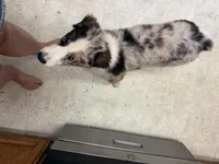 Daisy blue Merle Australian Shepard , a female Australian Shepherd for sale in Visalia, CA – 6 of 9