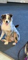 Daisy blue Merle Australian Shepard , a female Australian Shepherd for sale in Visalia, CA – 8 of 9