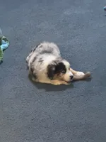 Daisy blue Merle Australian Shepard , a female Australian Shepherd for sale in Visalia, CA – 3 of 9