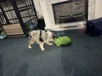 Daisy blue Merle Australian Shepard , a female Australian Shepherd for sale in Visalia, CA – 5 of 9