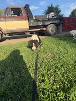 John - Male black collar, a male Dogo Argentino for sale in Monte Vista, CO – 9 of 9