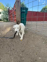 Dotty - female black collar, a female Dogo Argentino for sale in Monte Vista, CO – 10 of 10