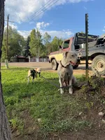 Dotty - female black collar, a female Dogo Argentino for sale in Monte Vista, CO – 4 of 10
