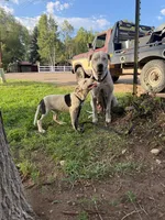 Dotty - female black collar, a female Dogo Argentino for sale in Monte Vista, CO – 8 of 10