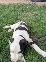  Holstein - Male blue collar, a male Dogo Argentino for sale in Monte Vista, CO – 9 of 10