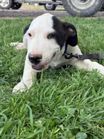  Holstein - Male blue collar, a male Dogo Argentino for sale in Monte Vista, CO – 7 of 10