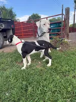 Sounder, a male Dogo Argentino for sale in Monte Vista, CO – 7 of 9