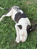  Holstein - Male blue collar, a male Dogo Argentino for sale in Monte Vista, CO – 3 of 10