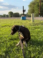 Asta Blu Rain - female in blue plaid collar, a female Dogo Argentino for sale in Monte Vista, CO – 3 of 5