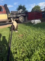John - Male black collar, a male Dogo Argentino for sale in Monte Vista, CO – 2 of 9