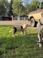 Dotty - female black collar, a female Dogo Argentino for sale in Monte Vista, CO – 2 of 10