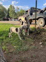 Dotty - female black collar, a female Dogo Argentino for sale in Monte Vista, CO – 6 of 10
