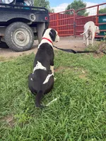 Sounder, a male Dogo Argentino for sale in Monte Vista, CO – 4 of 9