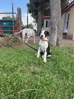 Sounder, a male Dogo Argentino for sale in Monte Vista, CO – 3 of 9