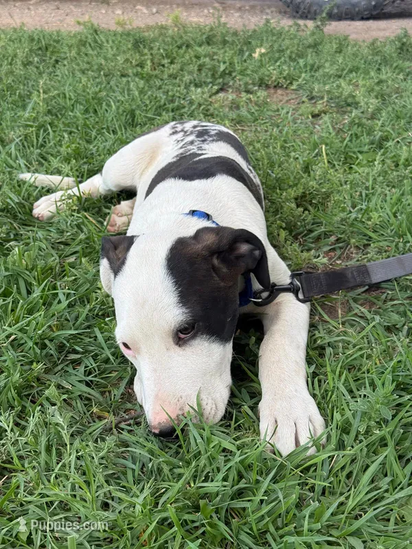  Holstein - Male blue collar – Dogo Argentino puppy for sale in Monte Vista, CO