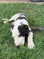  Holstein - Male blue collar, a male Dogo Argentino for sale in Monte Vista, CO – 1 of 10