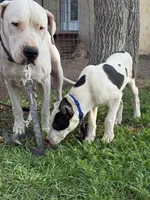 Black Eyed Pea - female blue collar, a female Dogo Argentino for sale in Monte Vista, CO – 3 of 8