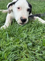  Holstein - Male blue collar, a male Dogo Argentino for sale in Monte Vista, CO – 8 of 10