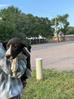 Asta Blu Rain - female in blue plaid collar, a female Dogo Argentino for sale in Monte Vista, CO – 2 of 5