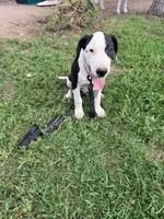 Sounder, a male Dogo Argentino for sale in Monte Vista, CO – 8 of 9