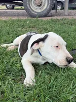 Holstein - Male blue collar, a male Dogo Argentino for sale in Monte Vista, CO – 10 of 10