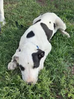 Black Eyed Pea - female blue collar, a female Dogo Argentino for sale in Monte Vista, CO – 8 of 8