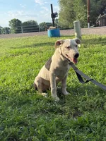 Dotty - female black collar, a female Dogo Argentino for sale in Monte Vista, CO – 3 of 10