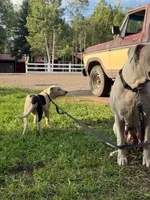 Dotty - female black collar, a female Dogo Argentino for sale in Monte Vista, CO – 9 of 10