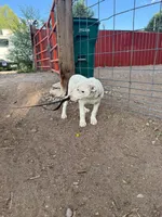 Dotty - female black collar, a female Dogo Argentino for sale in Monte Vista, CO – 7 of 10
