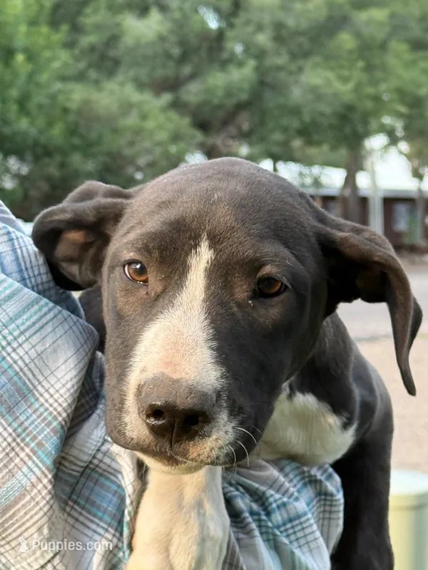 Asta Blu Rain - female in blue plaid collar – Dogo Argentino puppy for sale in Monte Vista, CO