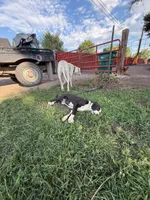 John - Male black collar, a male Dogo Argentino for sale in Monte Vista, CO – 5 of 9