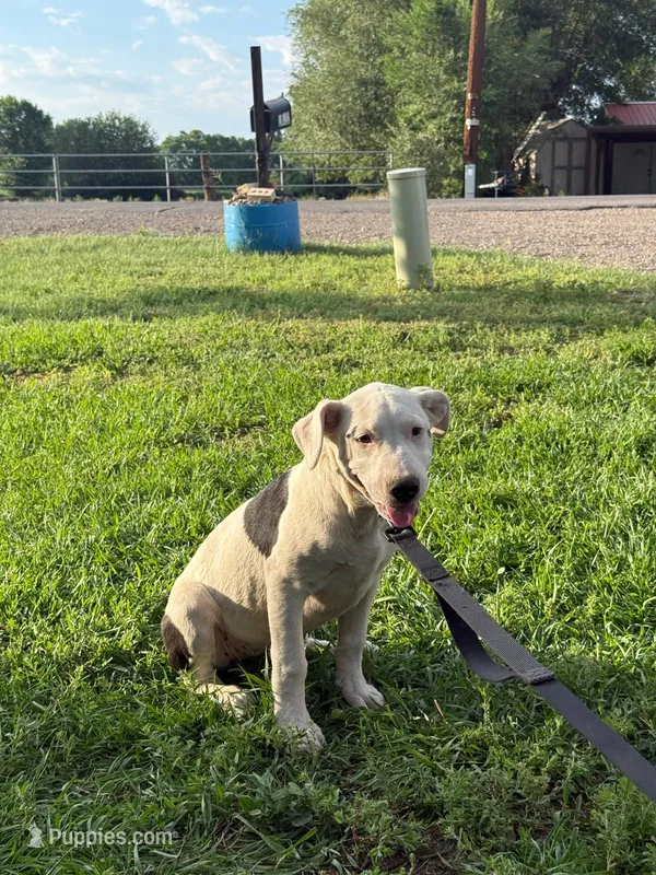 Dotty - female black collar – Dogo Argentino puppy for sale in Monte Vista, CO