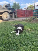 John - Male black collar, a male Dogo Argentino for sale in Monte Vista, CO – 4 of 9