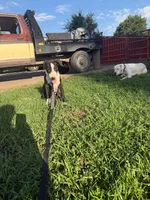 John - Male black collar, a male Dogo Argentino for sale in Monte Vista, CO – 8 of 9