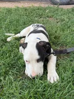  Holstein - Male blue collar, a male Dogo Argentino for sale in Monte Vista, CO – 5 of 10