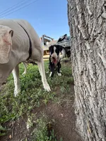 Spicey - female red plaid collar, a female Dogo Argentino for sale in Monte Vista, CO – 6 of 6