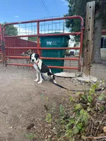 Sounder, a male Dogo Argentino for sale in Monte Vista, CO – 5 of 9