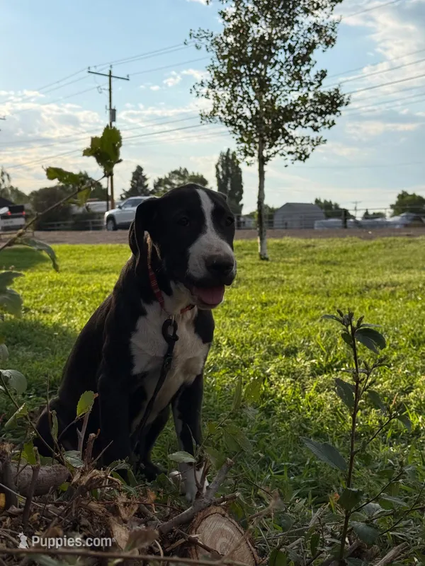 Spicey - female red plaid collar – Dogo Argentino puppy for sale in Monte Vista, CO