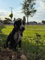 Spicey - female red plaid collar, a female Dogo Argentino for sale in Monte Vista, CO – 1 of 6