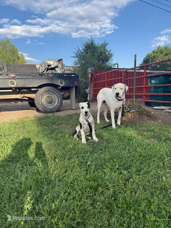 Black Eyed Pea - female blue collar – Dogo Argentino puppy for sale in Monte Vista, CO