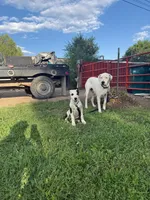 Black Eyed Pea - female blue collar, a female Dogo Argentino for sale in Monte Vista, CO – 1 of 8